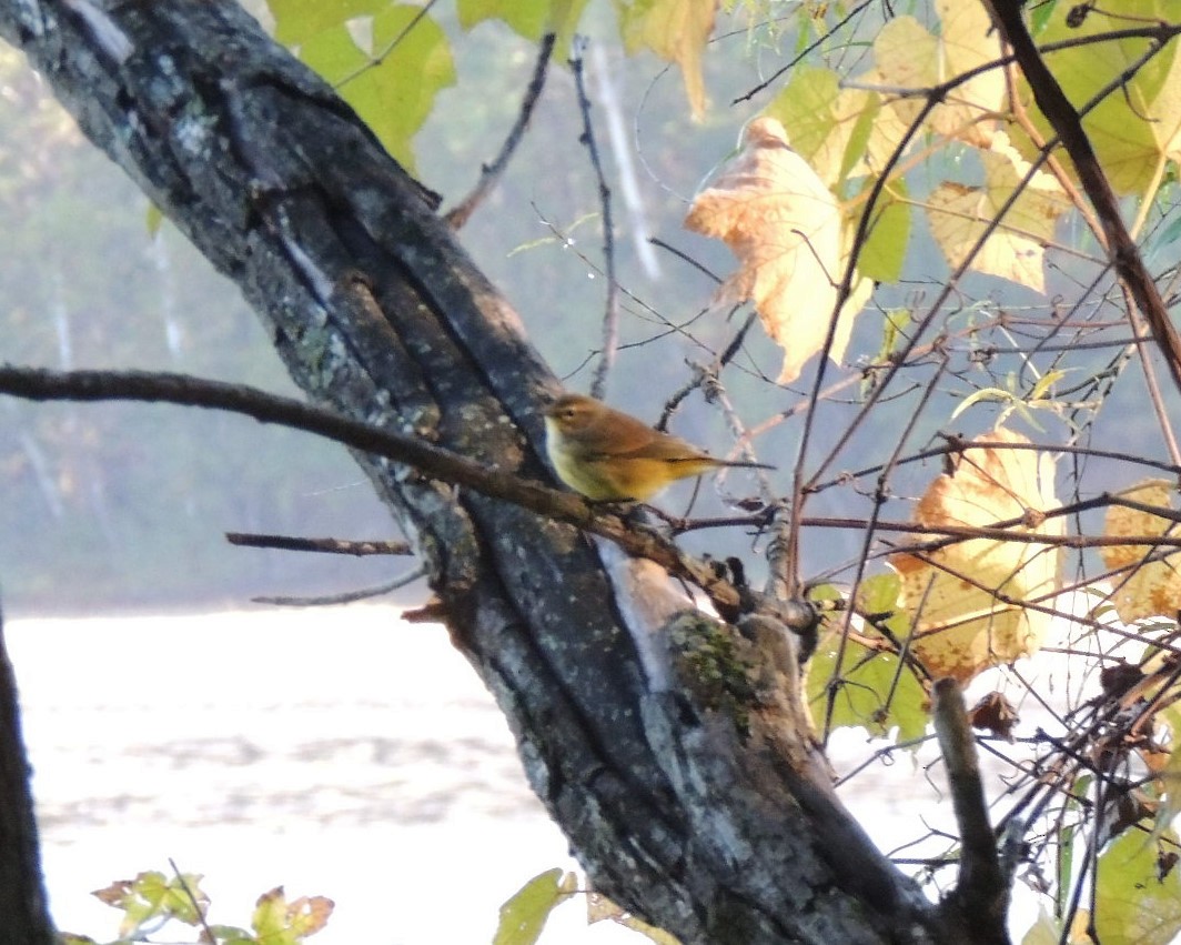 Palm Warbler - ML642992744