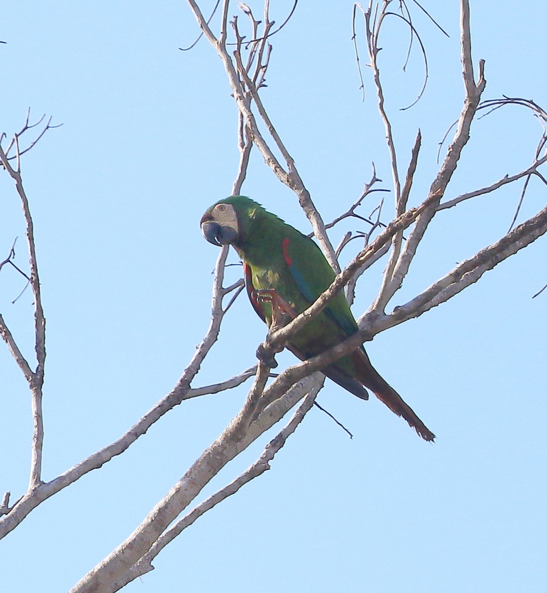 Chestnut-fronted Macaw - ML642992780