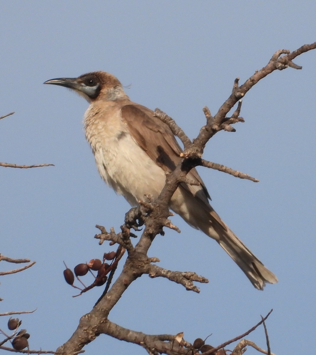 Little Friarbird - ML642992782