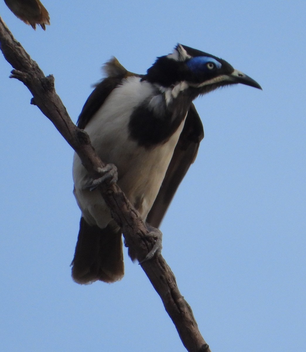 Blue-faced Honeyeater - ML642992788