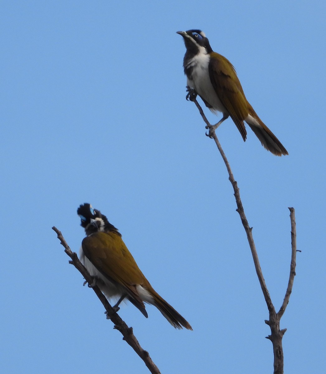 Blue-faced Honeyeater - ML642992789