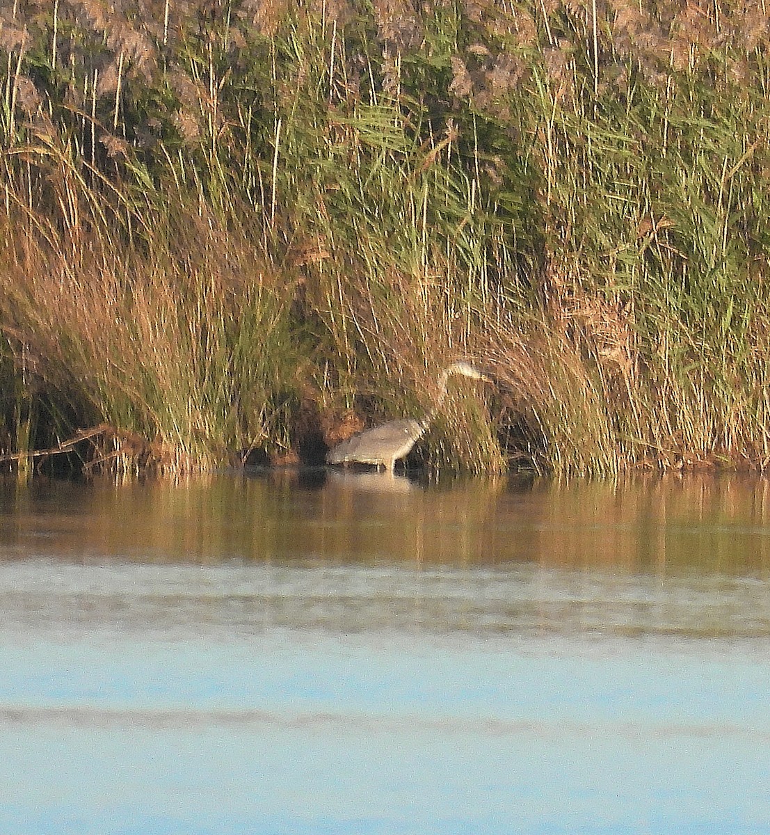 Great Blue Heron - ML642992792