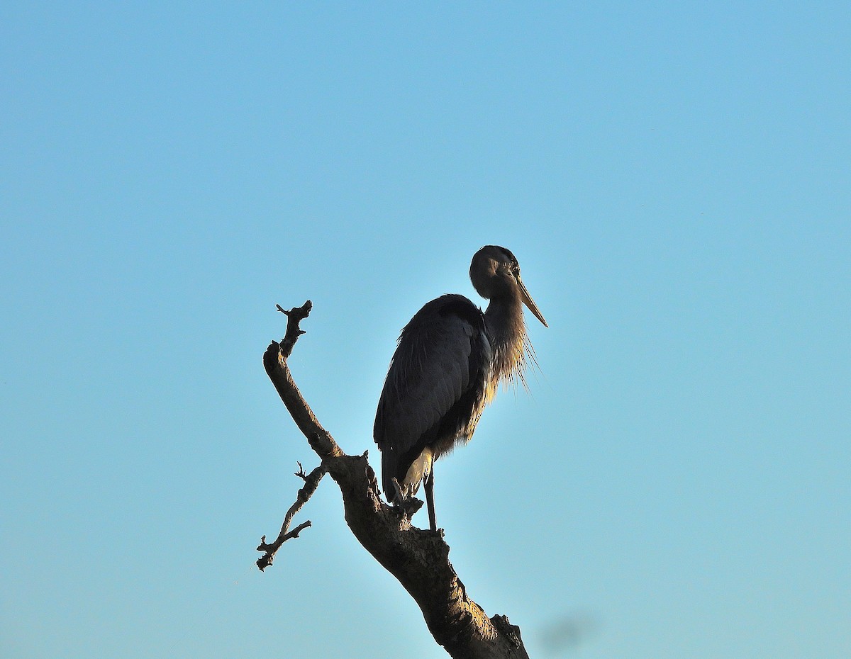 Great Blue Heron - ML642992794