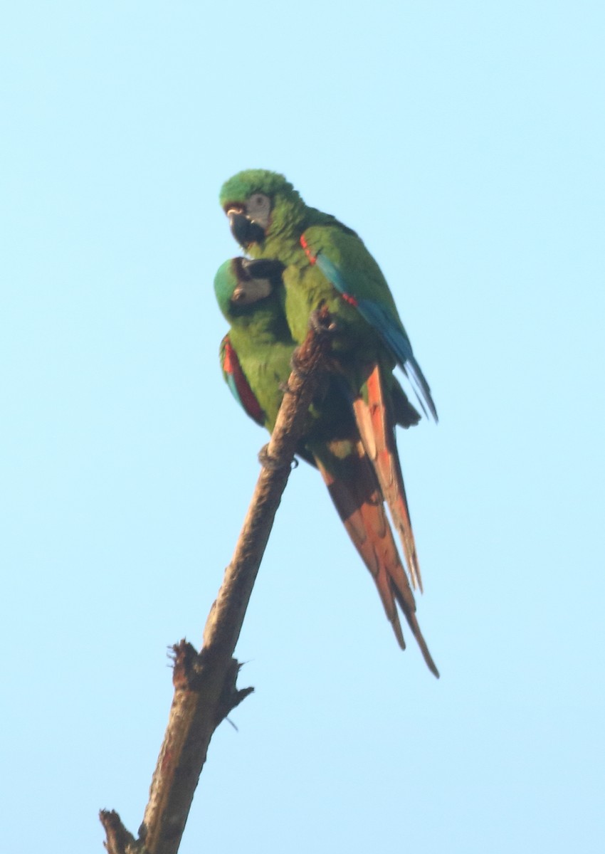 Chestnut-fronted Macaw - ML642992809