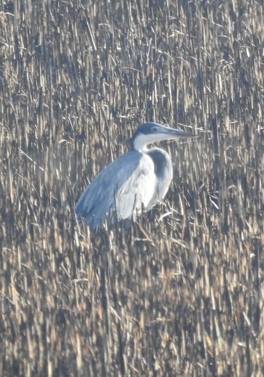 Black-headed Heron - ML642992811