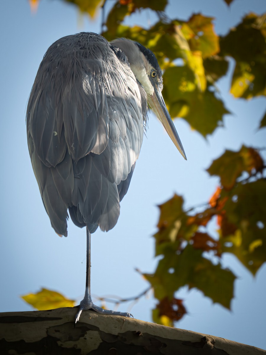 Great Blue Heron - ML642992812