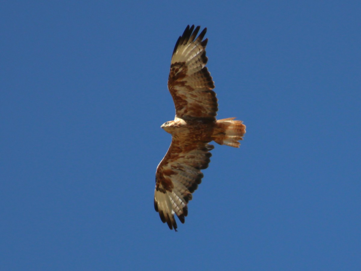Long-legged Buzzard - ML642992832