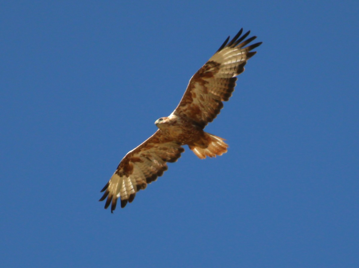 Long-legged Buzzard - ML642992833