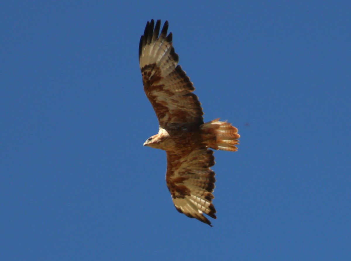 Long-legged Buzzard - ML642992835