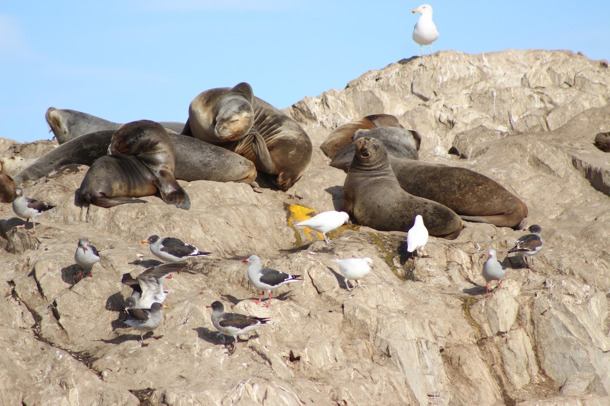 Dolphin Gull - ML642992865