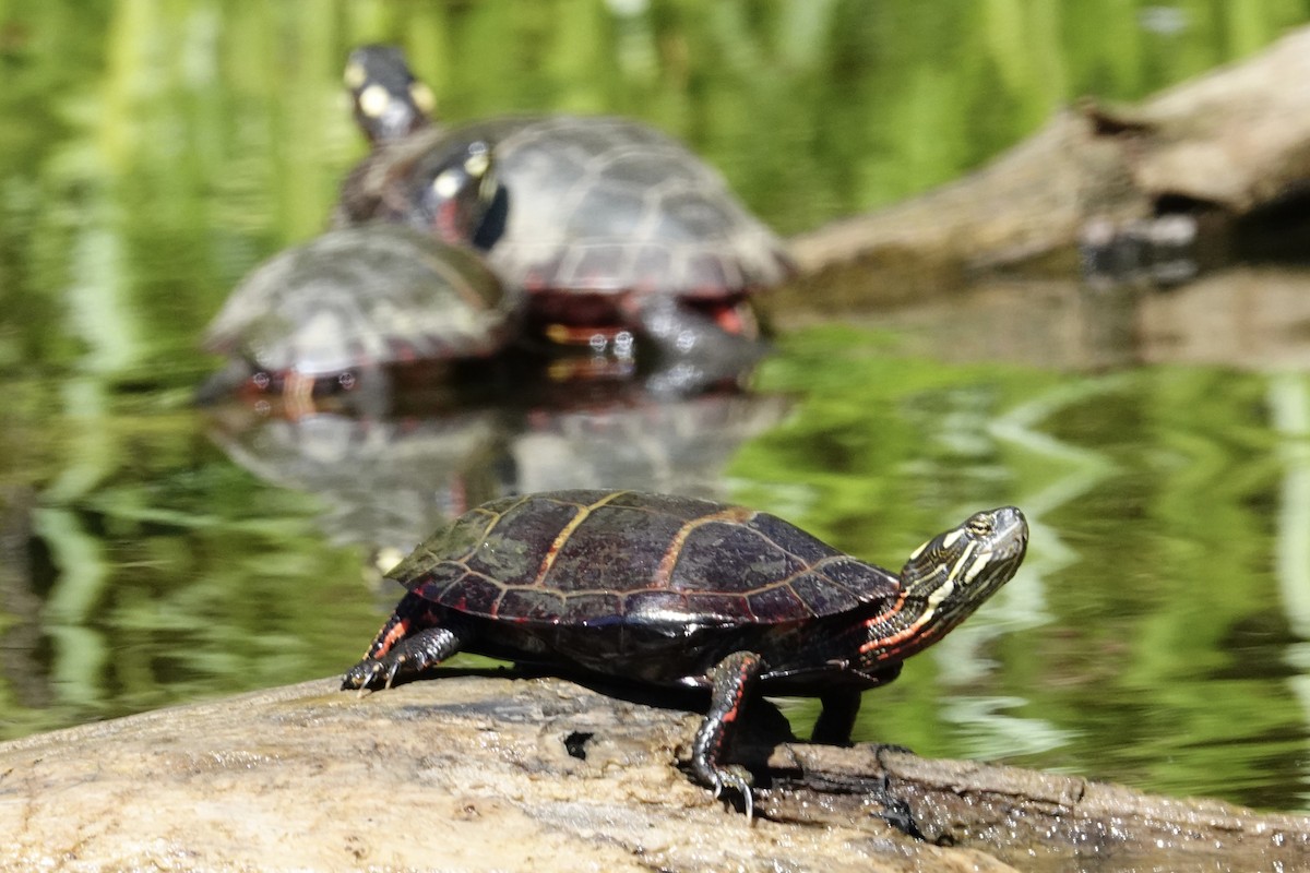 Painted Turtle - ML642992885