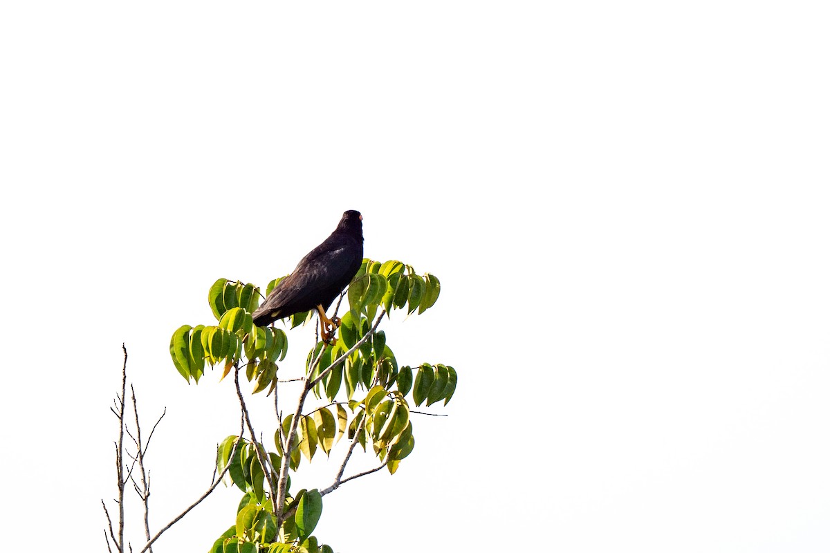 Black Caracara - ML642992889