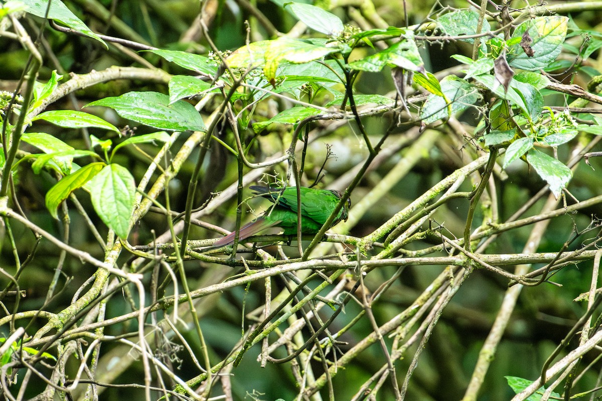 Maroon-tailed Parakeet - ML642992894