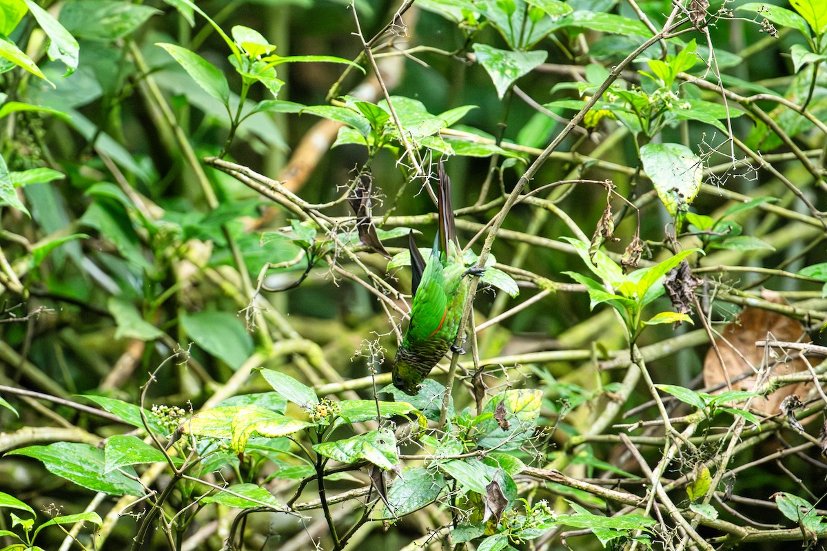 Maroon-tailed Parakeet - ML642992895
