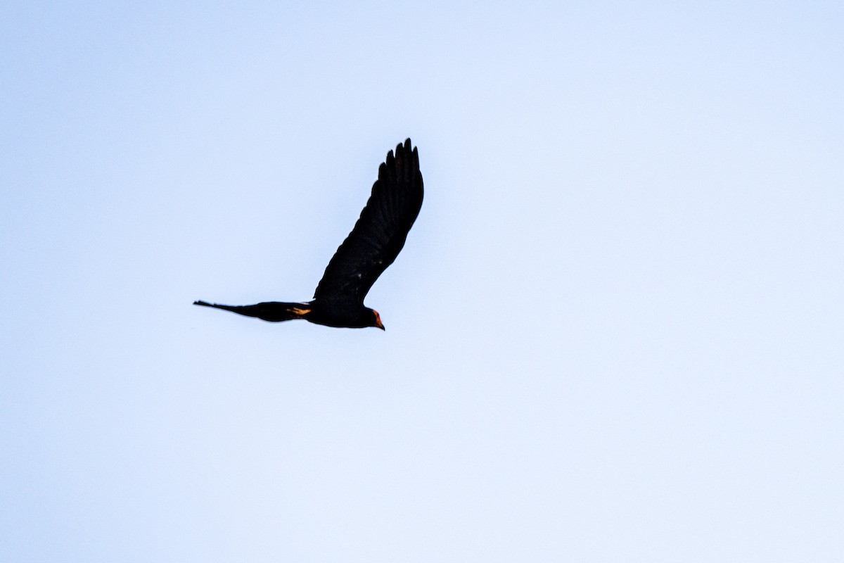 Black Caracara - ML642992906