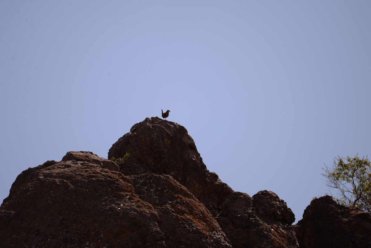 Moustached Turca - ML642992923