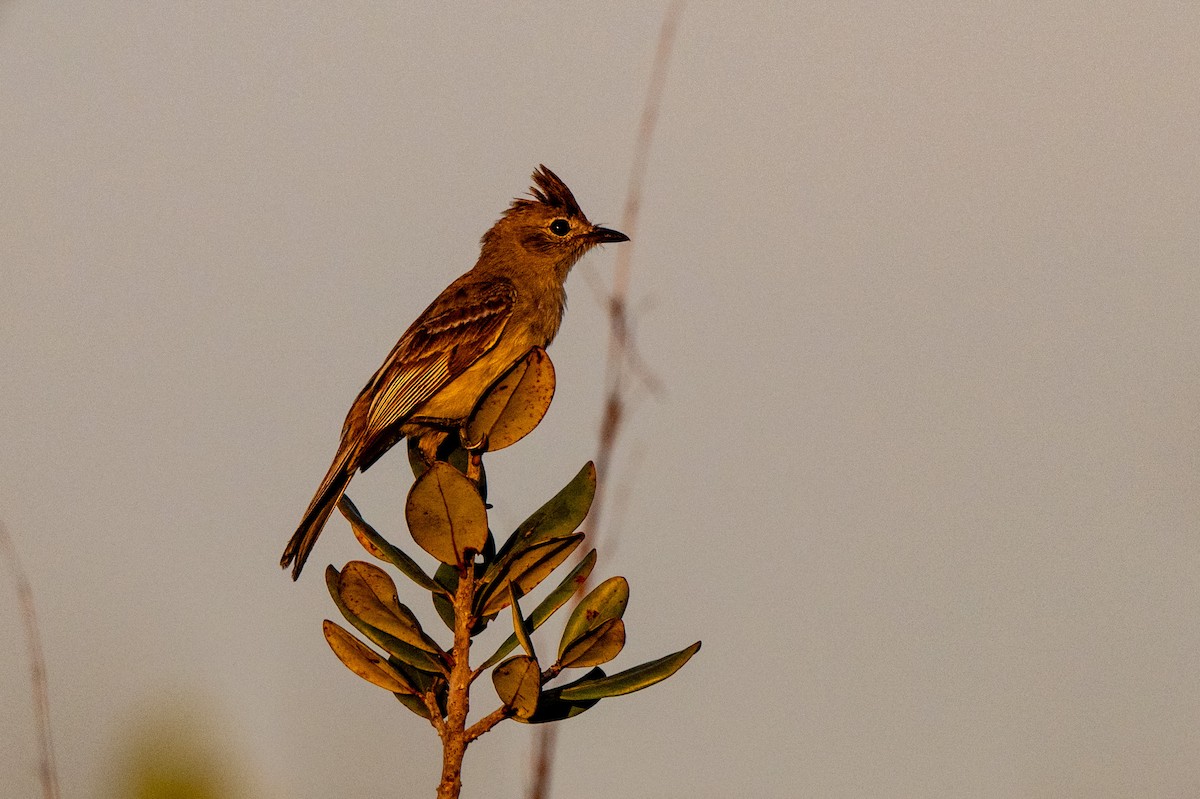 Plain-crested Elaenia - ML642992925