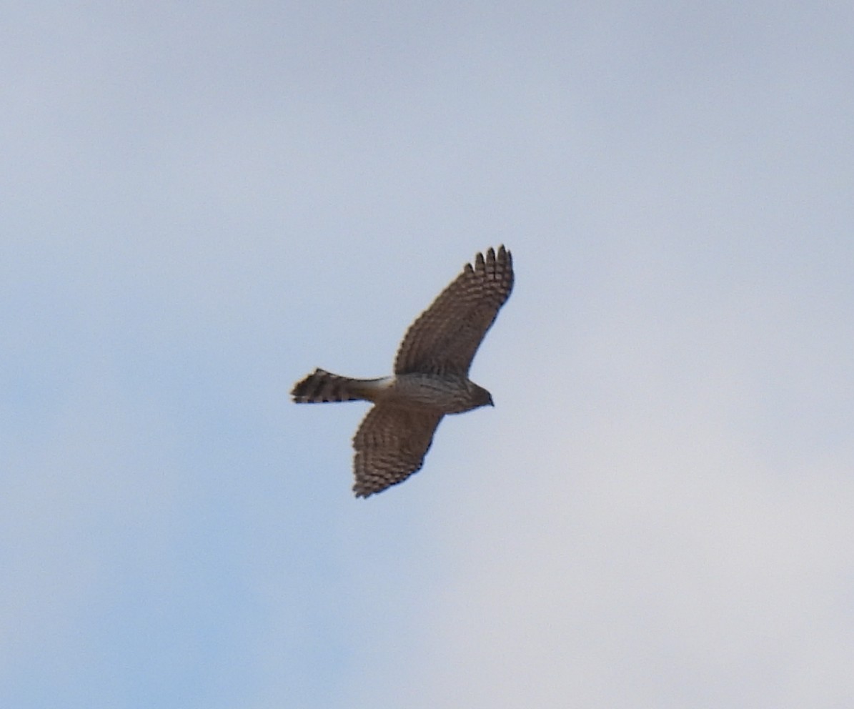 Cooper's Hawk - ML642992929