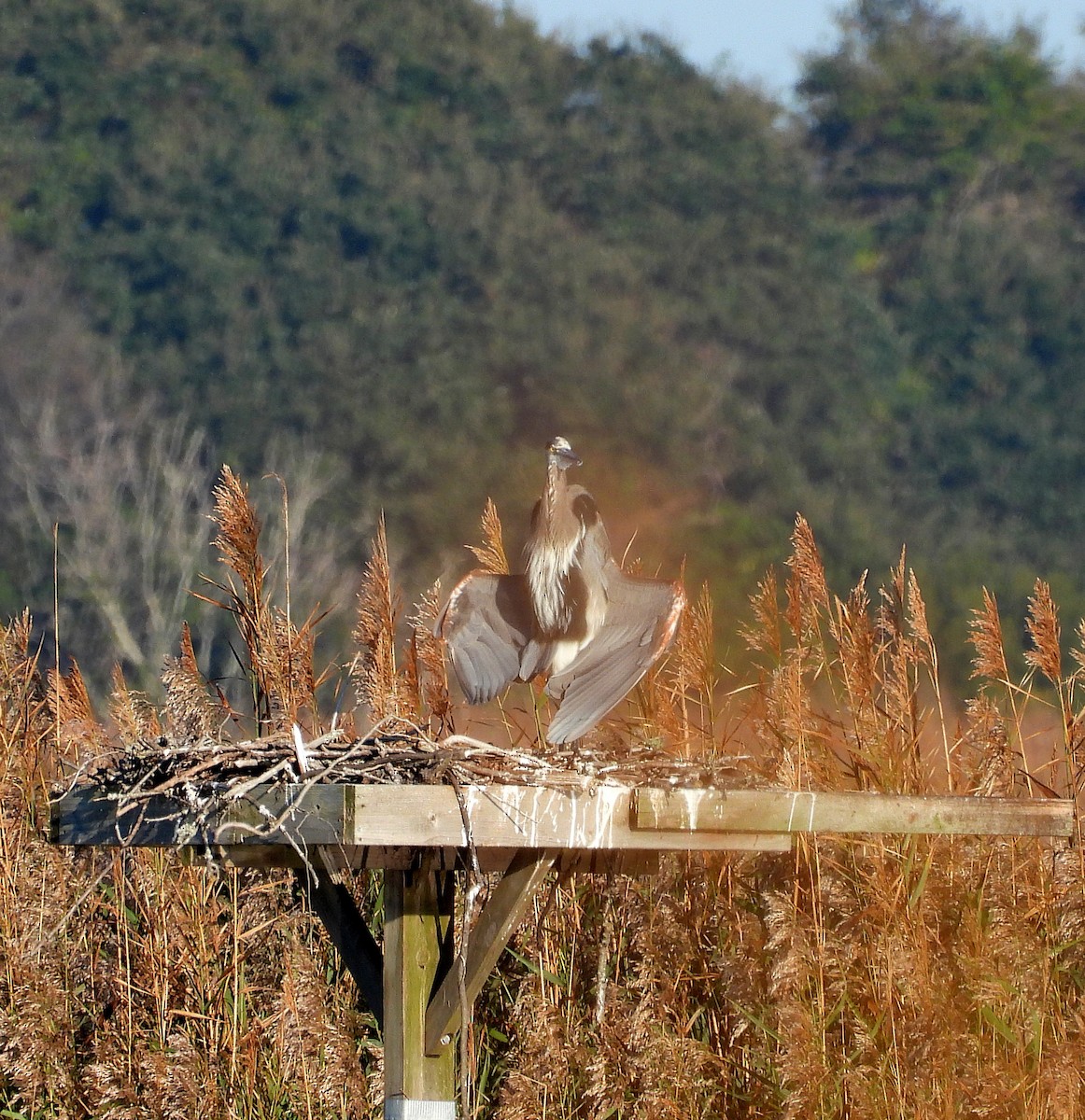 Great Blue Heron - ML642992930