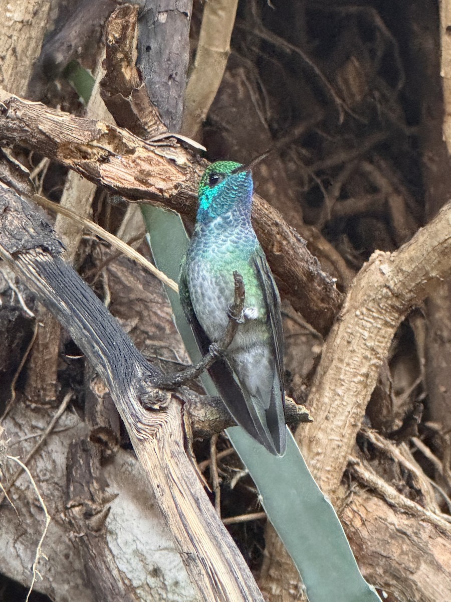 Versicolored Emerald - ML642992931