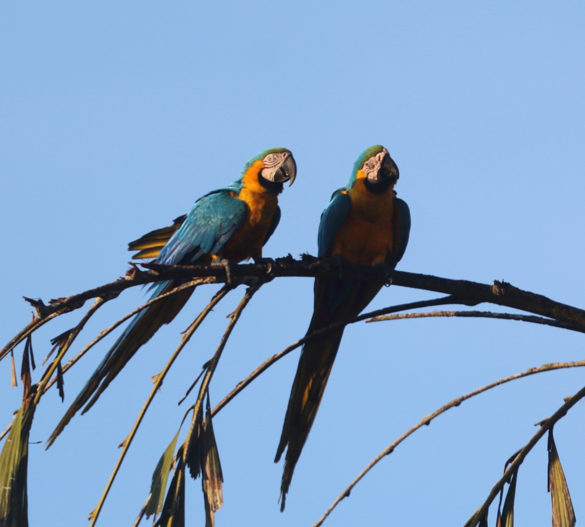 Blue-and-yellow Macaw - ML642992935