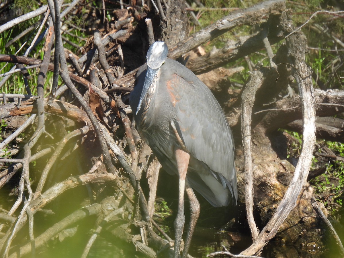 Great Blue Heron - ML642992945