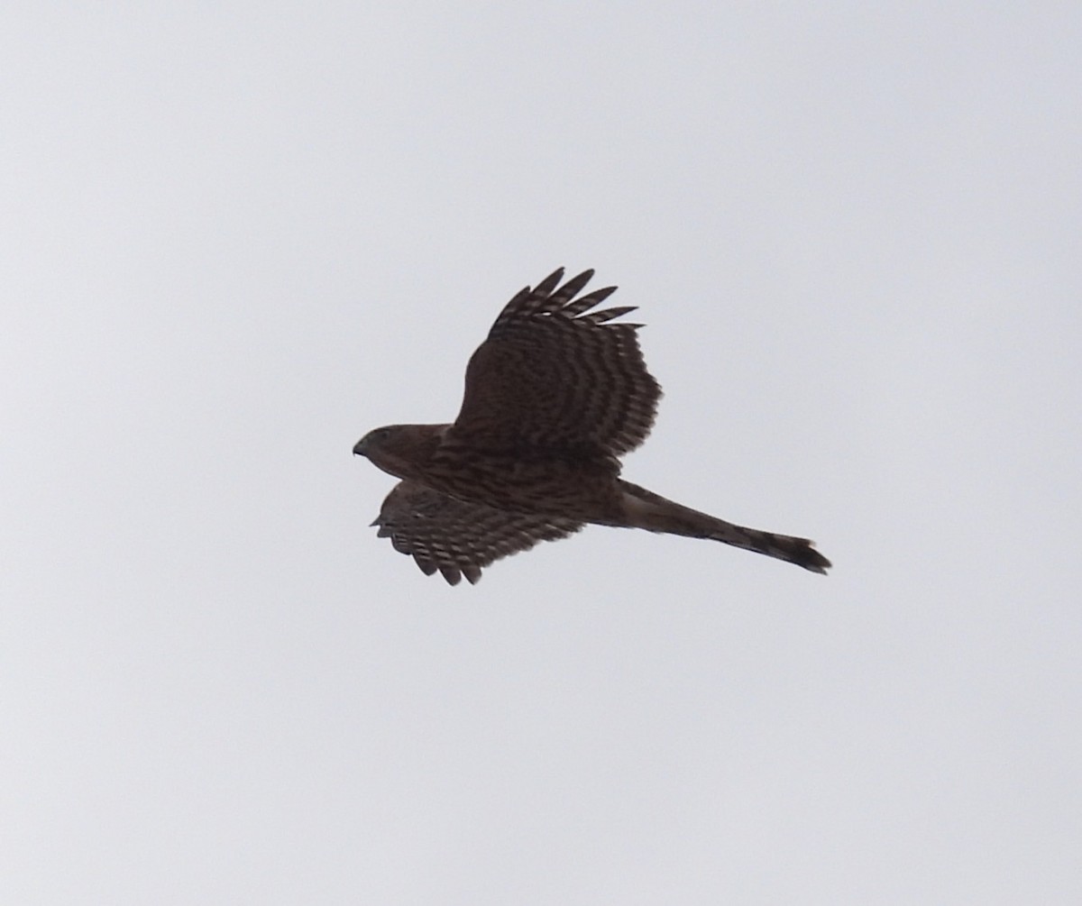 Cooper's Hawk - ML642992951