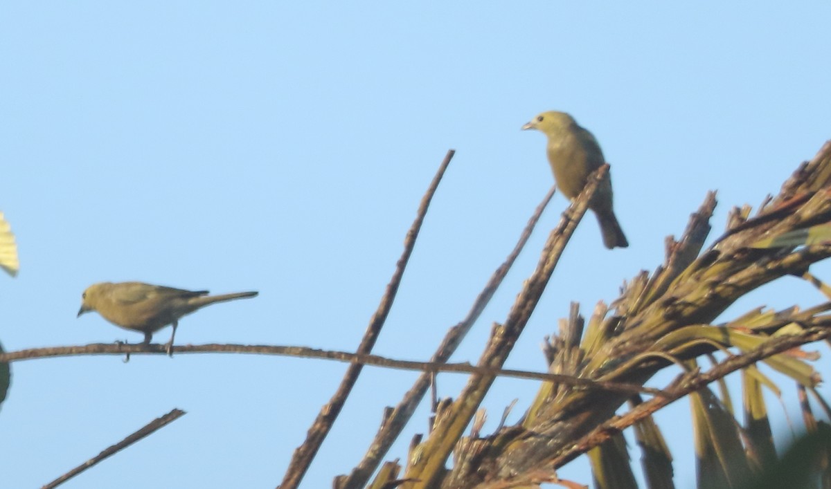 Palm Tanager - ML642992956