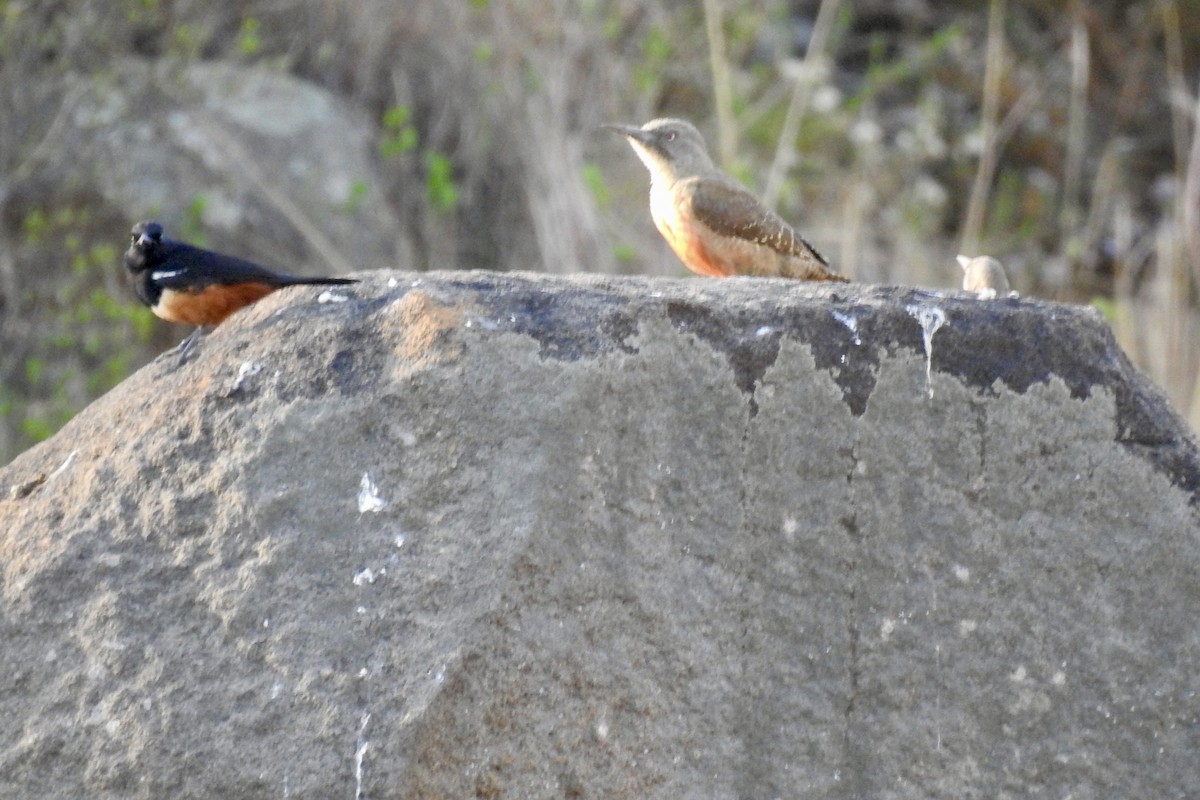Mocking Cliff-Chat - ML642992970