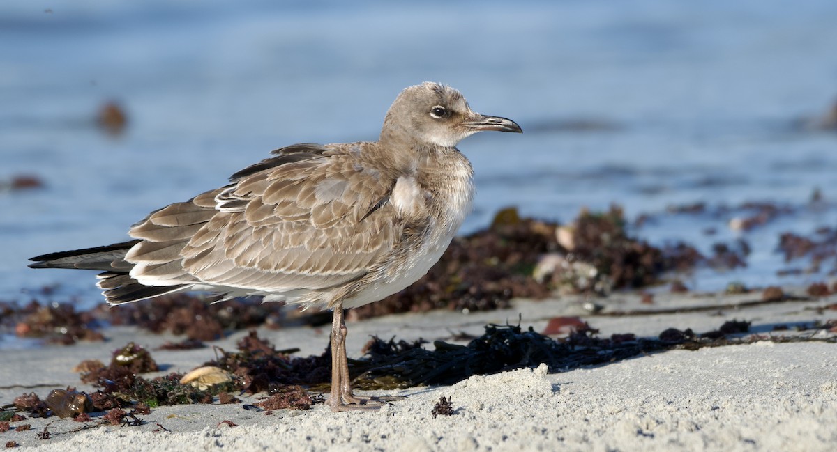 Laughing Gull - ML642992973