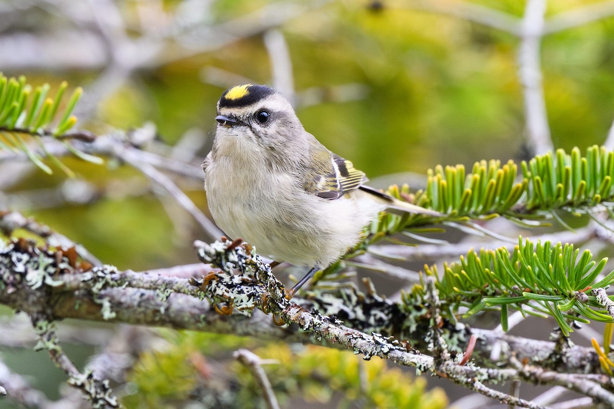 Golden-crowned Kinglet - ML642992982