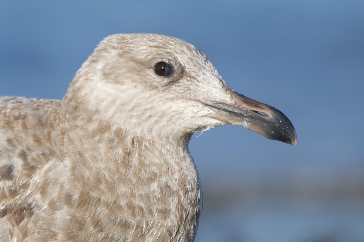 American Herring Gull - ML642992983