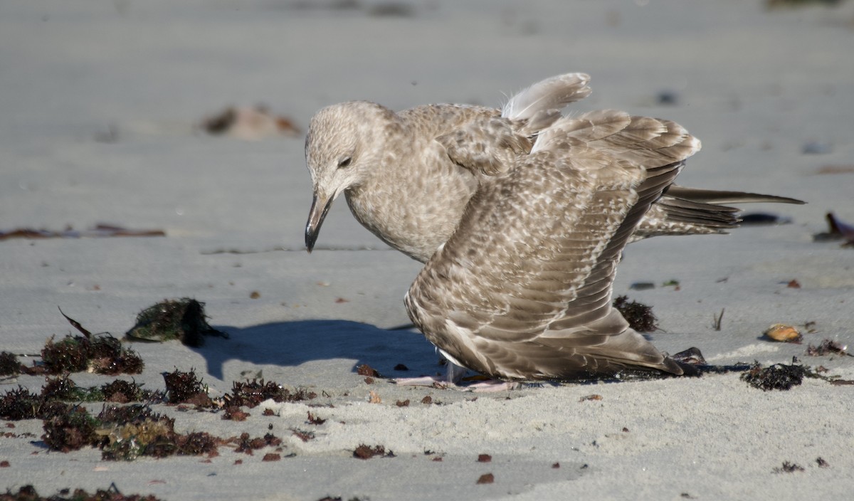 American Herring Gull - ML642992984