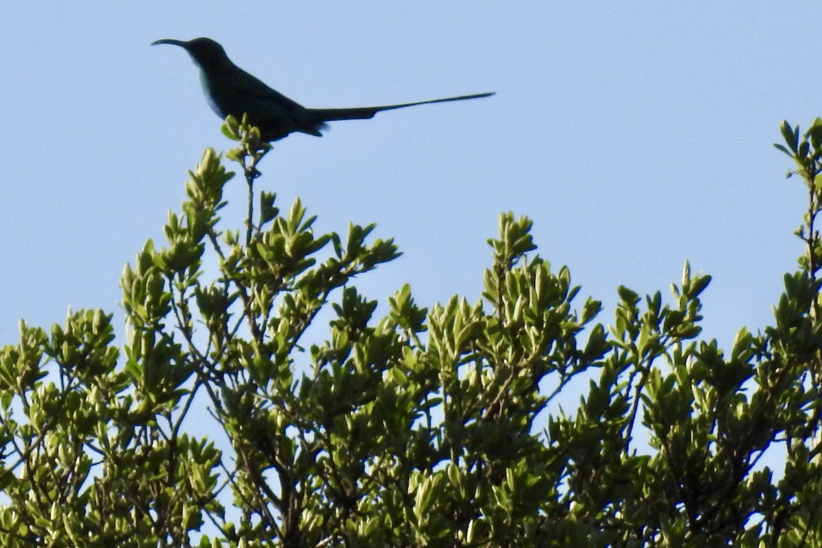 Malachite Sunbird - ML642992985