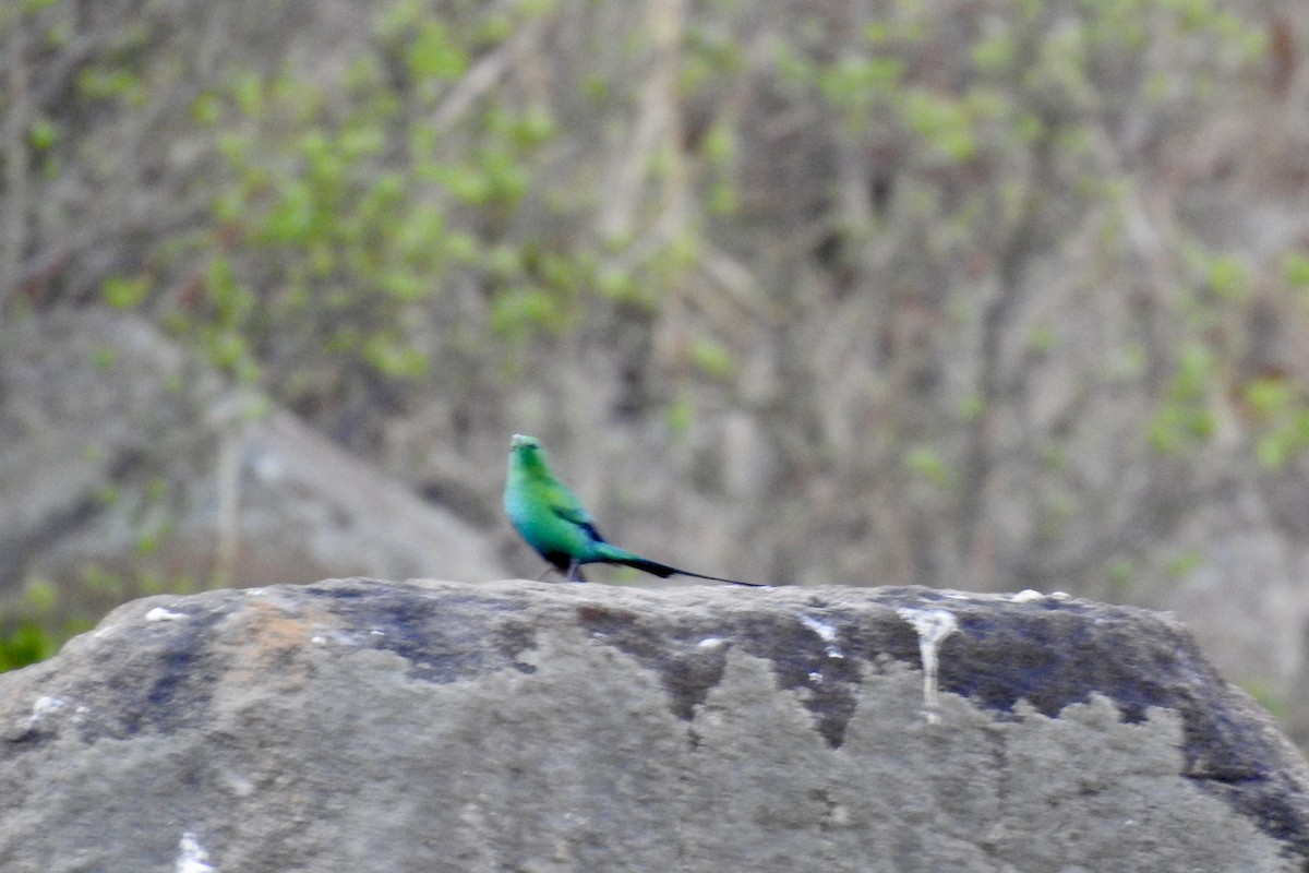 Malachite Sunbird - ML642992986