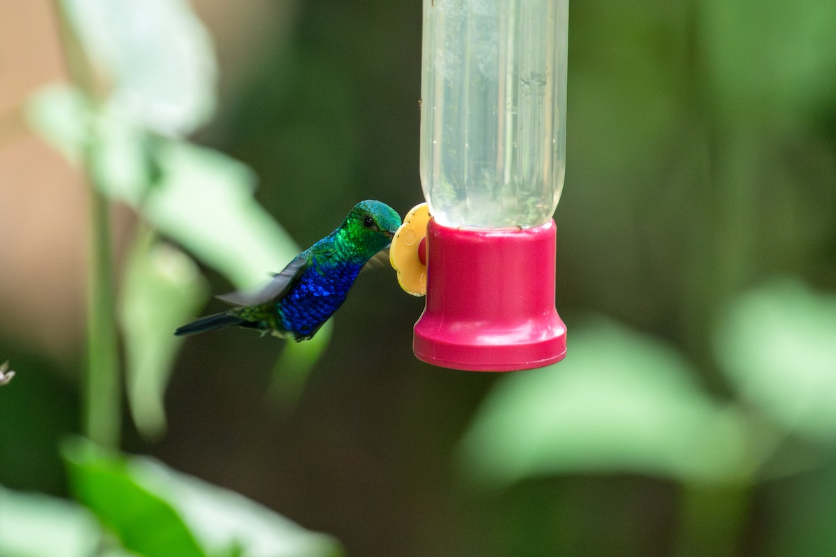 Violet-bellied Hummingbird - ML642992996