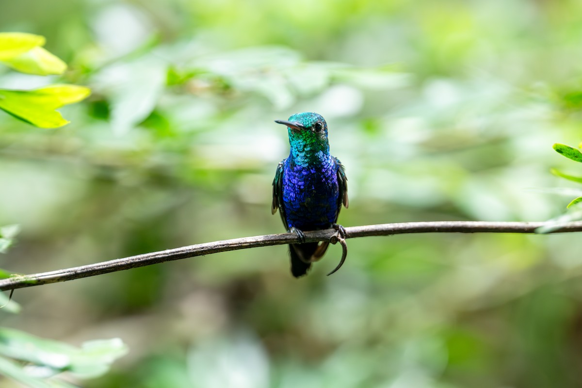Violet-bellied Hummingbird - ML642992998