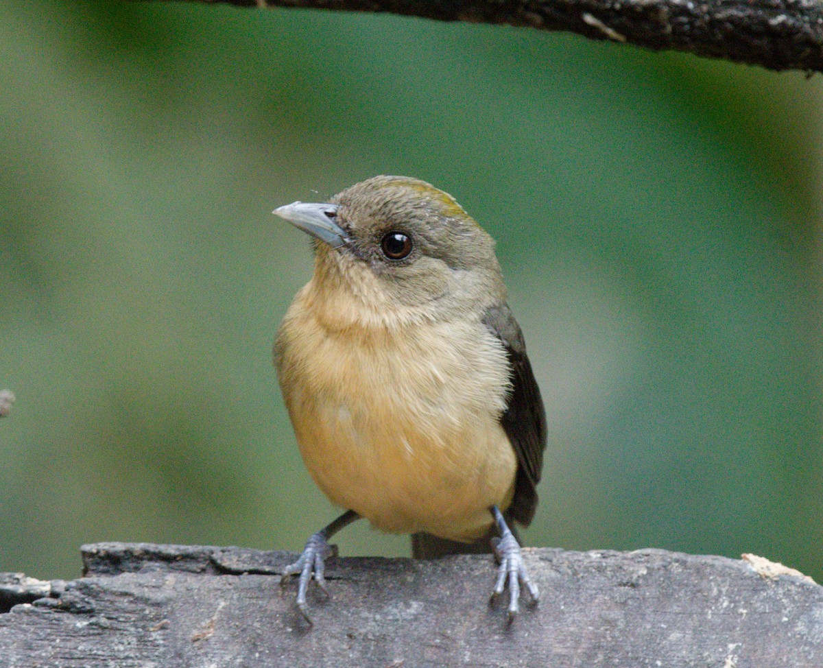Black-goggled Tanager - ML642993002