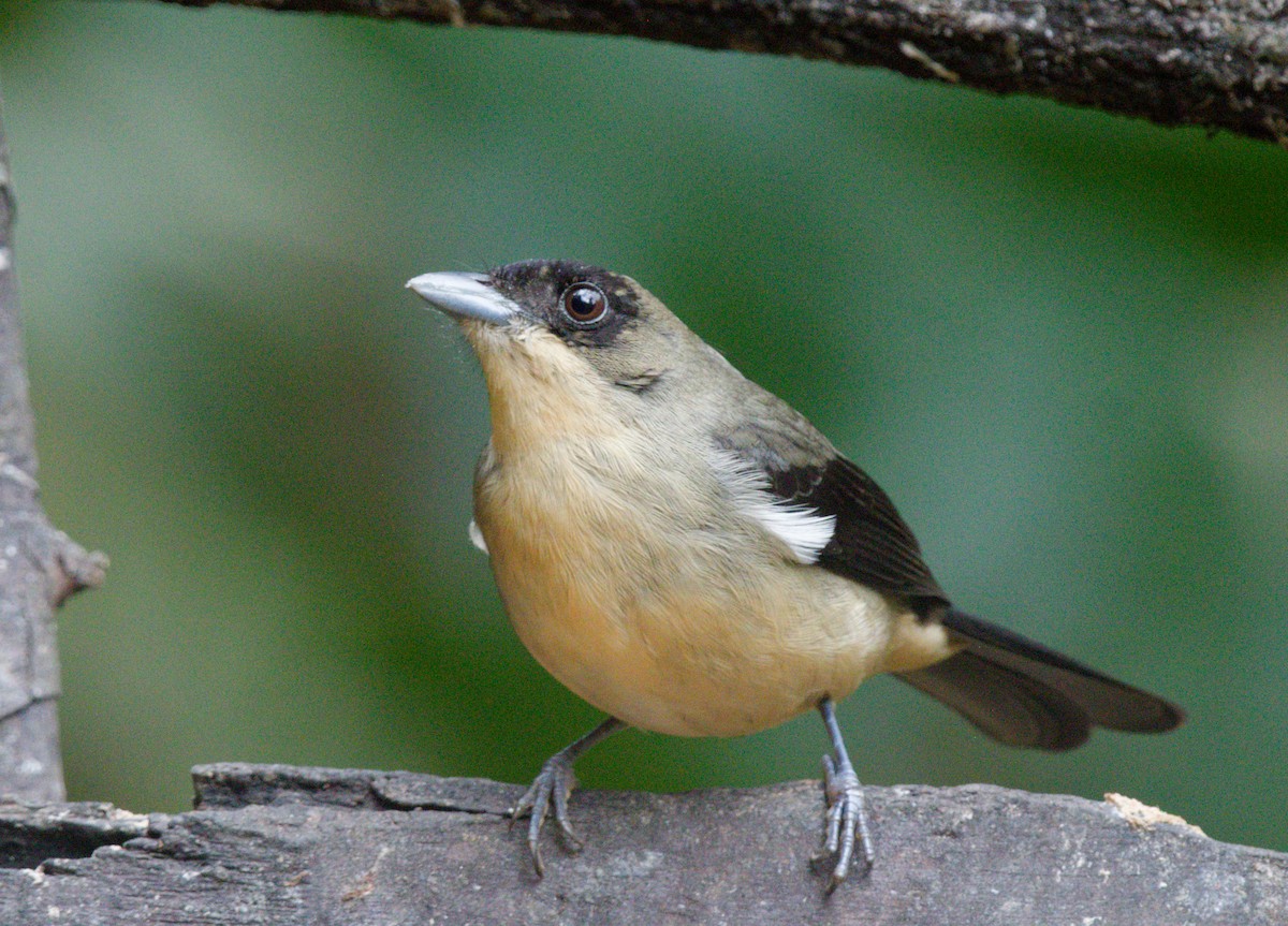 Black-goggled Tanager - ML642993003