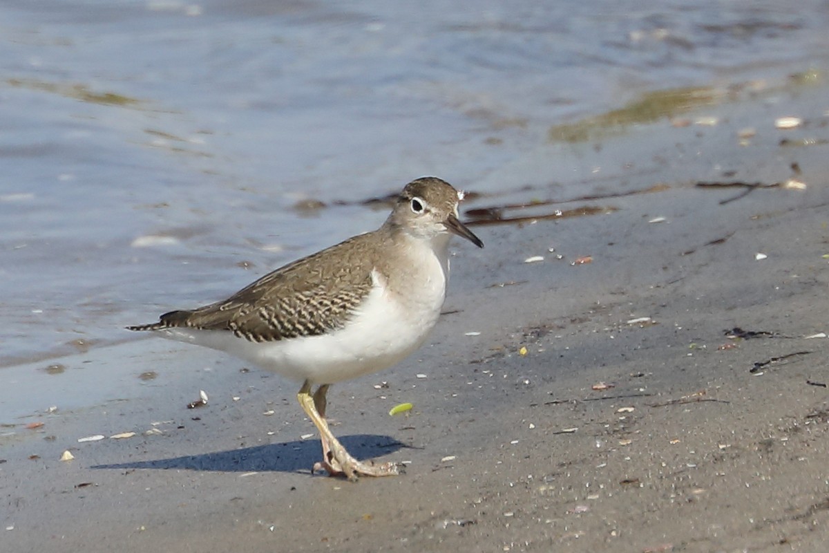 Spotted Sandpiper - ML642993006