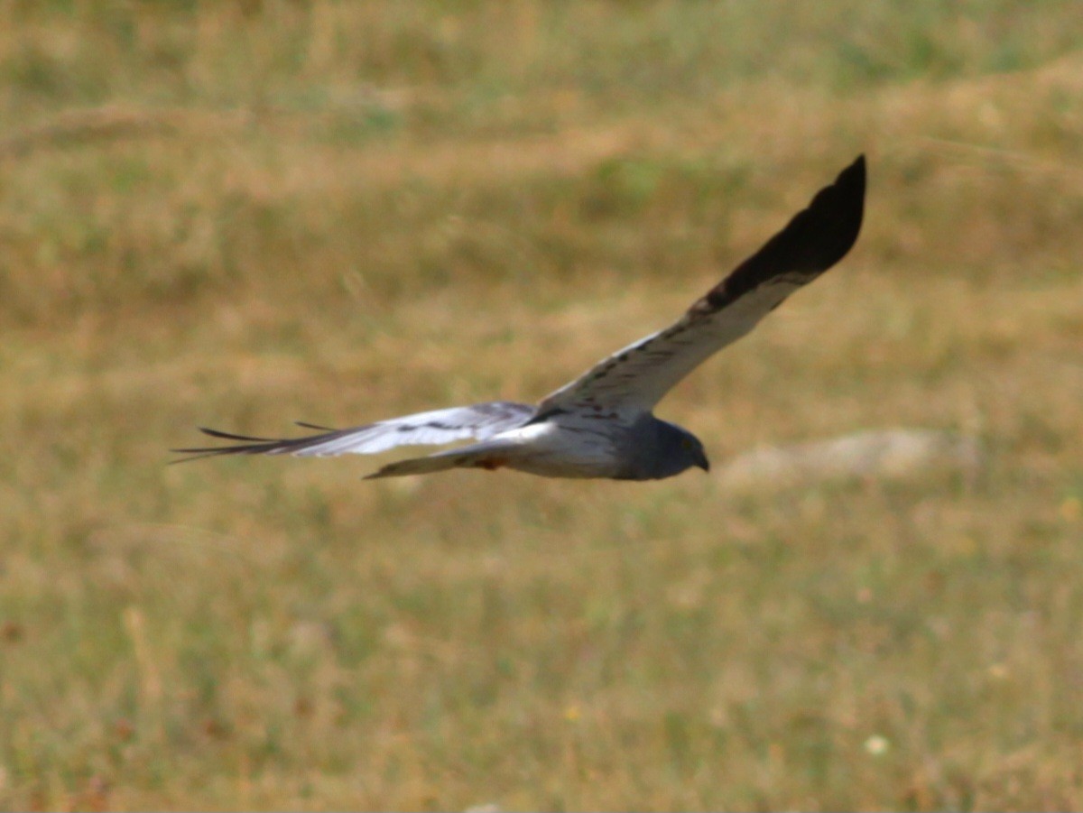 Montagu's Harrier - ML642993018