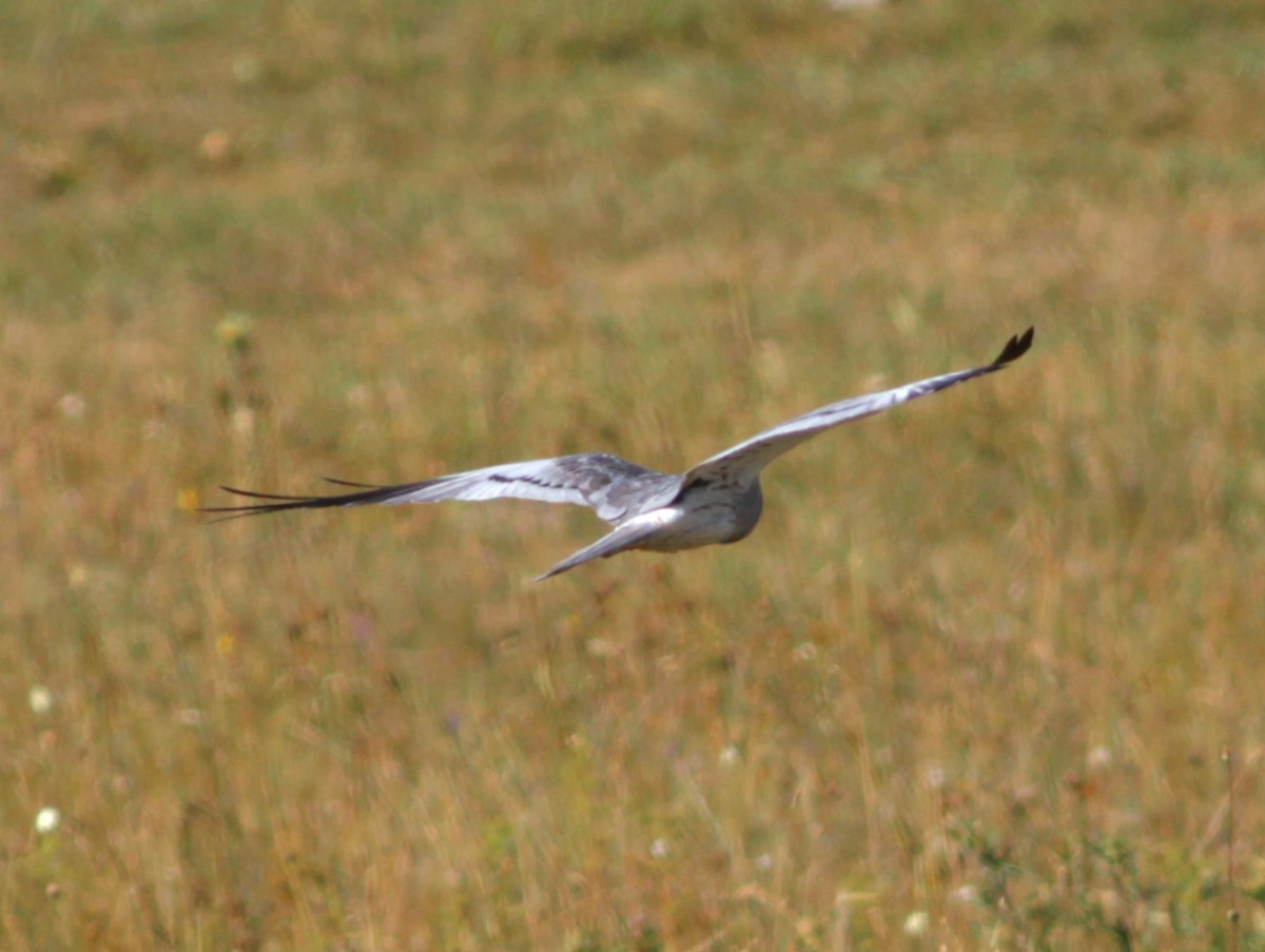 Montagu's Harrier - ML642993019