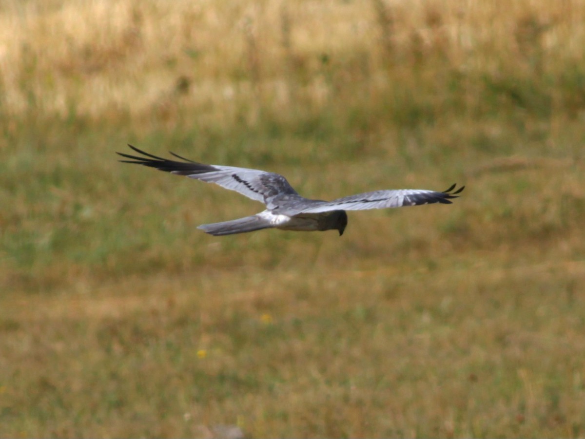 Montagu's Harrier - ML642993020