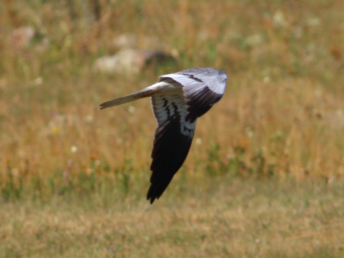 Montagu's Harrier - ML642993021