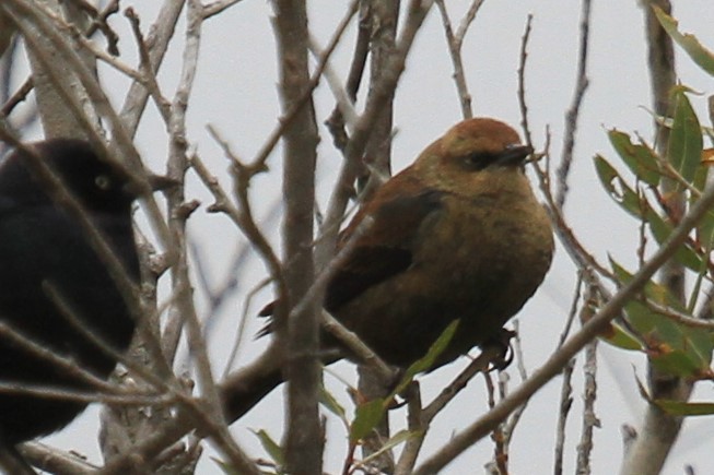 Rusty Blackbird - ML642993035