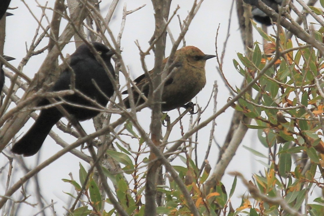 Rusty Blackbird - ML642993042