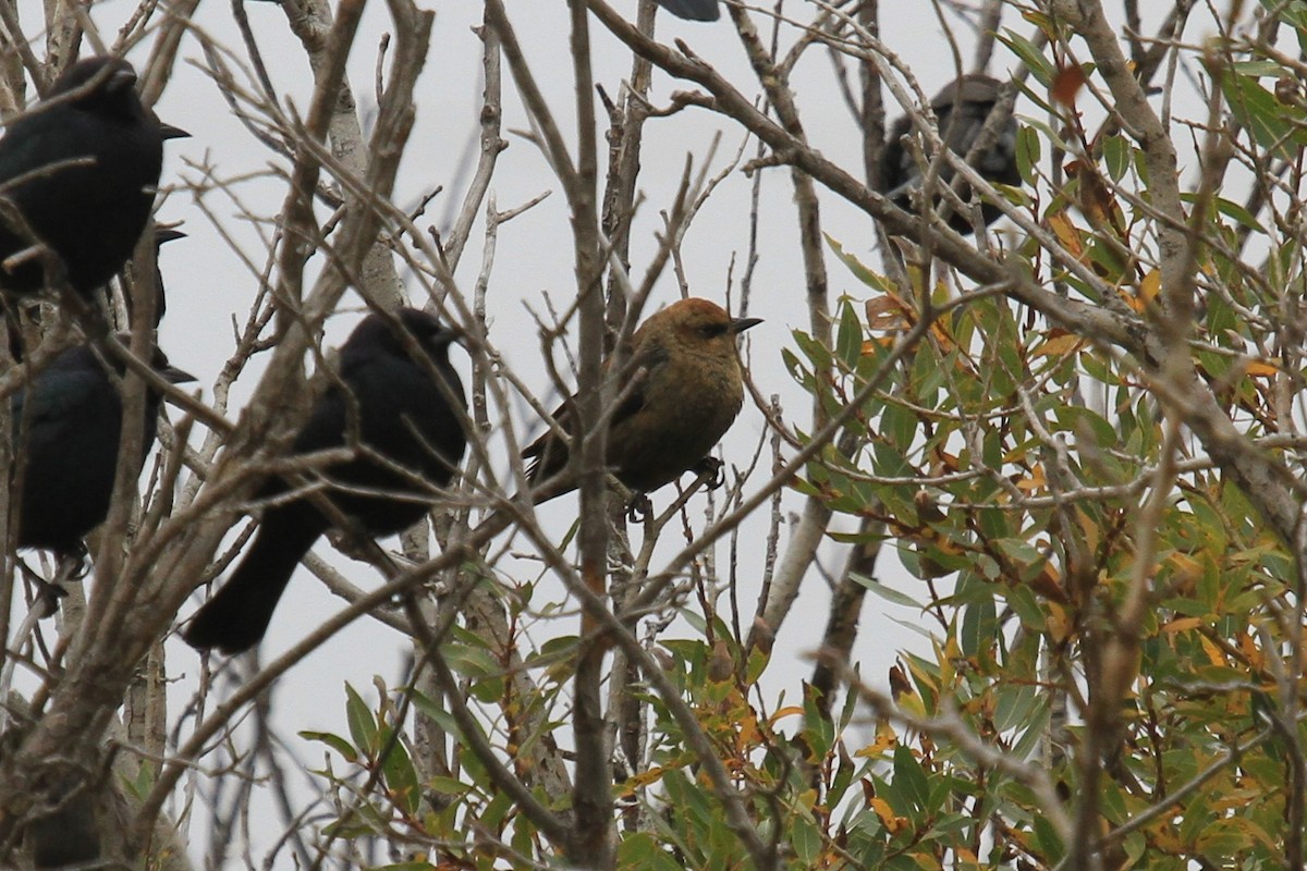 Rusty Blackbird - ML642993043