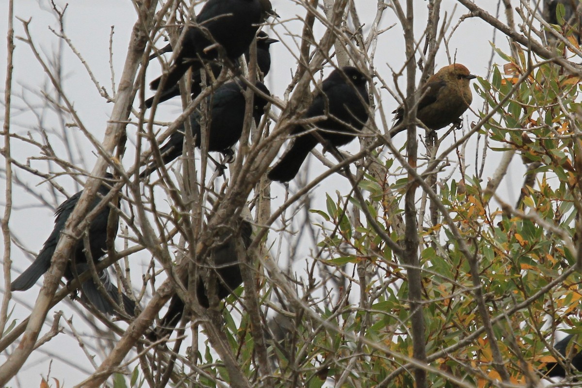 Rusty Blackbird - ML642993045