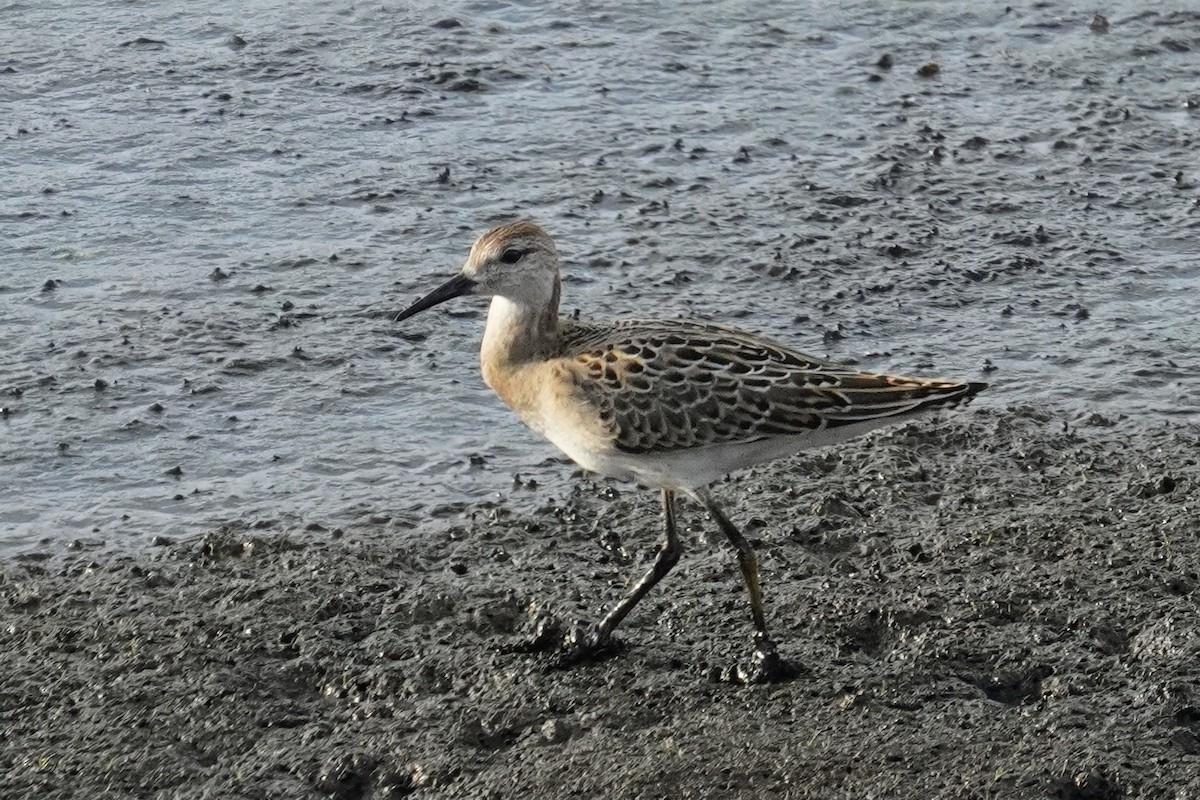 Ruff - ML642993066