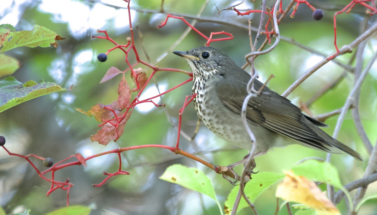 Gray-cheeked Thrush - ML642993072